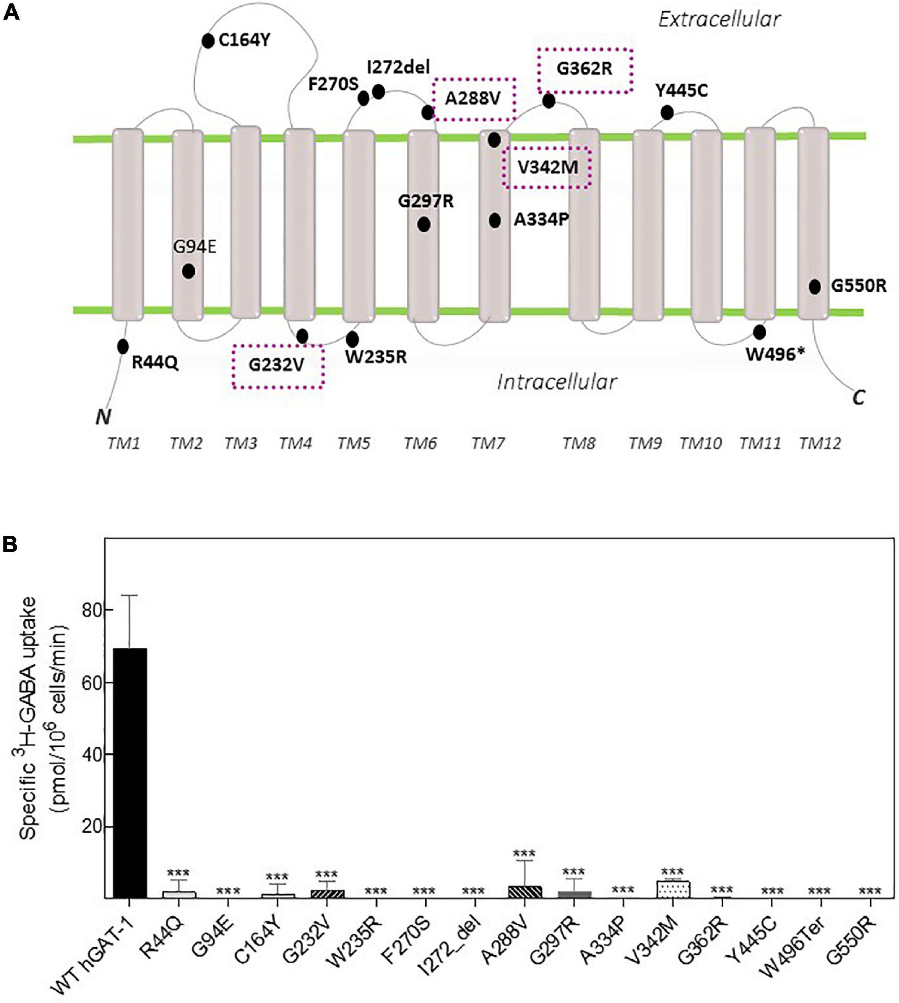 Frontiers | Drosophila melanogaster as a model for unraveling